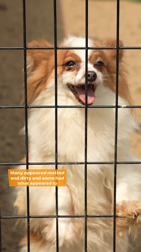 Rescuing nearly 90 dogs from a breeding operation in Wisconsin was one out of multiple large rescue cases the ASPCA assisted in this year. These animals, including pregnant dogs and puppies, were found living in unsanitary conditions and some appeared to be suffering from untreated medical issues. In addition to the rescue, we also assisted with operational planning and transport, evidence collection and crime scene processing, investigative and legal support, forensics exams and behavior evalua