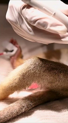 Squirrel Monkey Babies and Ultrasound