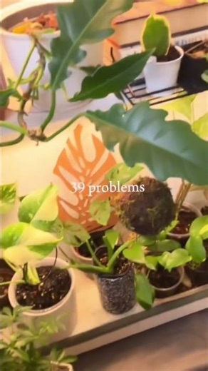 Smart Grow Light That Actually Works! 🌿 Glowrium G6 #Shorts