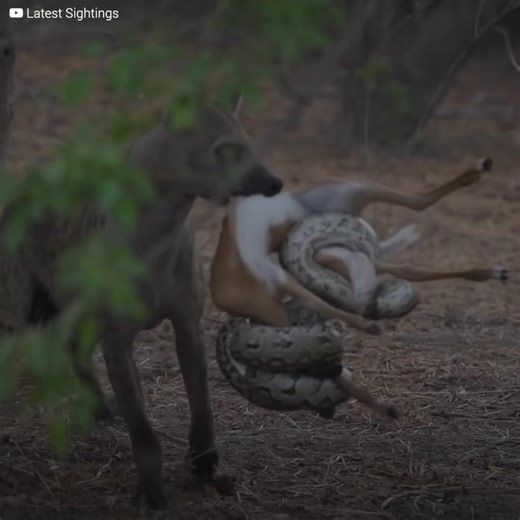 Un groupe de touristes en safari au Botswana a été témoin d'une scène incroyable. Un bébé cerf se promenait distraitement lorsqu'un python l'a fortement emprisonné. Presque immédiatement, une hyène est arrivée, et elle a commencé à se battre pour la proie. La fin serait incroyable. | Héros