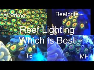 Reef Tank Lighting Review Comparison AI Prime 16 HD, ATI T5, Metal Halide, Aquaillumination Coral