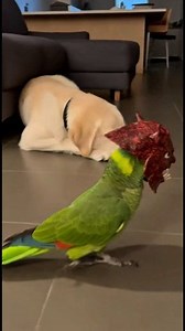 Devil Mask Wake-Up 😈🦜🐶😂 #FacebookReels #ScaryPrank #ParrotPrank #DogReaction #HomeNight #FunnyAnimals #RealMoments | Smile of Prosperity
