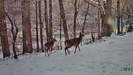 4 Does on a Beautiful Snowy Morning