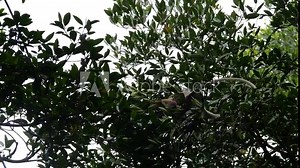 Proboscis Monkey jumping on a tree in the wild green rainforest on Borneo Island. The proboscis monkey (Nasalis larvatus) or long-nosed monkey, known as the bekantan in Indonesia