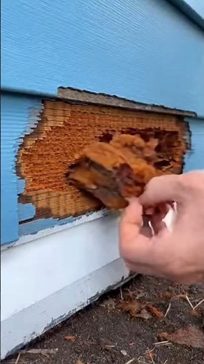 how to fix rotten wood by yourself #viral #foryou #diy