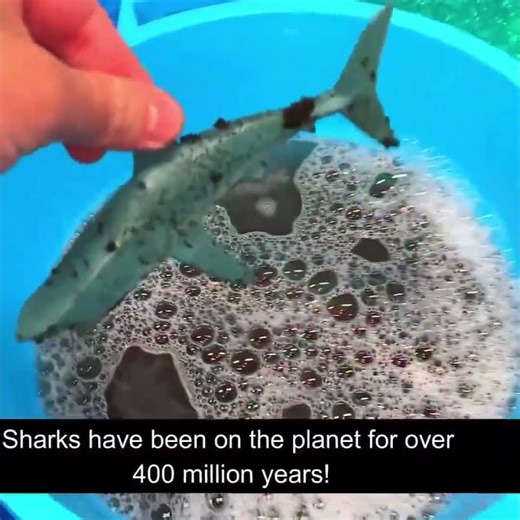 Fun Shark Facts for Kids! 🦈 A Deep Dive into Ocean Animals