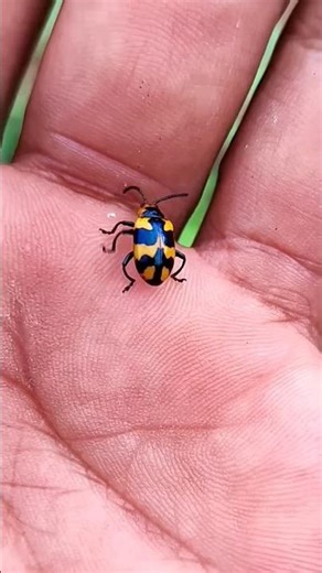 Asian beetles you've never seen #anyuniqueanimals #beetle#insects#beautifulinsects #nature#wildlife