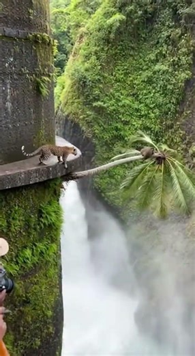 Unbelievable Outcome: A Leopard’s Final Leap Ends in a Way You Never Expected