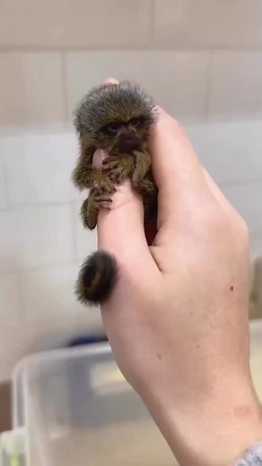 7K views · 194 reactions | finger monkey | #shorts #viralvideo #facts | Fact Hub | Facebook