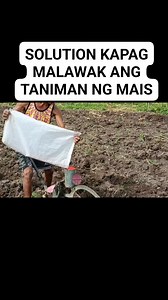 213K views · 571 reactions | Planter/corn seeder #corn #cornseeder #planters #cornfarming #farmerlife #farmingtips #farmers #farming #trendingreels #viralreels #fypシ゚ | Jasmin Trinidad | Facebook