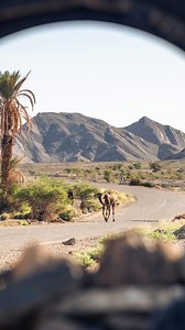 226K views · 11K reactions | An exclusive experience: 13 BUGATTI owners navigated the mesmerizing roads of Morocco. More than just driving; the 2024 Grand Tour celebrated history, luxury and the thrill of driving a BUGATTI. A journey like this is truly one for the books. #BUGATTI #BUGATTIGrandTour #BUGATTIGrandTourMorocco @2fast4you.it @visit_morocco_ @fatimzahra_ammor –� WLTP: bugatti.link/consumption | Bugatti | Facebook