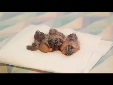 Hand Feeding Baby Zebra Finches- 9 Days Old