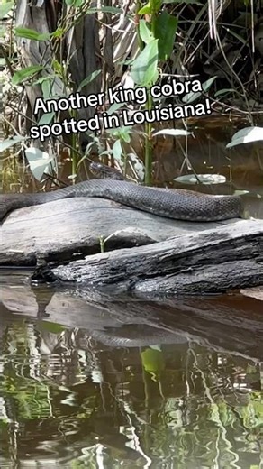 Darn things are becoming a nuisance!! #snake #swamp #louisiana