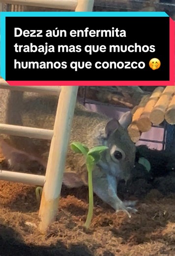 Rescued Squirrel Shows Incredible Resilience