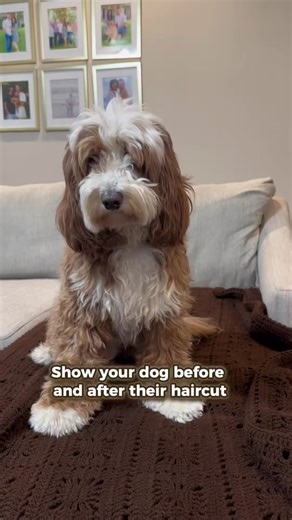 Dog Grooming Transformation: Before and After Reveal