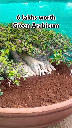 ₹6 Lakhs Worth Adenium Green Arabicum | Bonsai Plants | Arabian Desert Rose | Agri Expo #Shorts