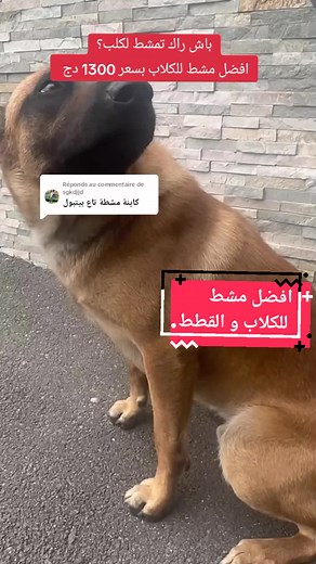 أفضل مشط للكلاب والقطط