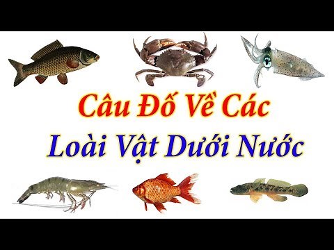 7 Câu Đố Hay Nhất Về Động Vật Dưới Nước Giúp Bé Phát Triển Trí Thông Minh So
