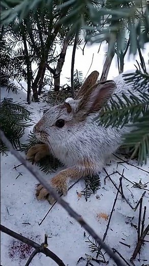 The hardest part of rabbit snaring.