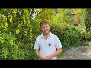 Identifying laburnum, Laburnum anagyroides. Highly Toxic