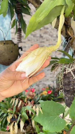 17K views · 1.1K reactions | Mostrando minha dama da noite . Se quiser adquirir adubos, substratos ou outros produtos que eu recomendo, vá na minha bio! . Me siga para mais dicas no insta: @floresdaanita_oficial . #orquideas #rosadodeserto #quintal #plantas #suculenta #viral #rosa #flor #dica #viral | Anita Jesus (Flores Anita) | Facebook