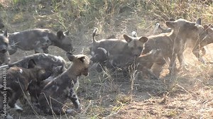 A large litter of African Wild Dog puppies playing together in the grass.