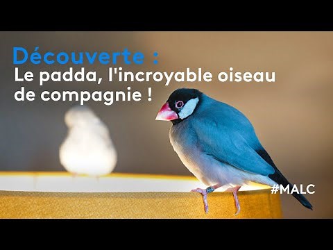 Découverte : le padda, l'incroyable oiseau de compagnie !