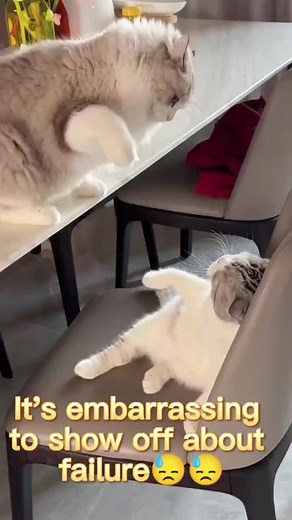 It’s embarrassing to show off about failure😓😓#pet #cat #funny #fyp #foryou