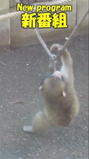新番組 NEW PROGRAM #shorts #monkey #babymonkey
