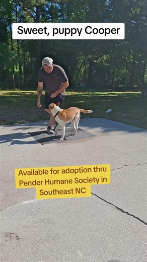 Cooper doing well in Enrichment Program. available for adoption thru Pender Humane Society in SE NC