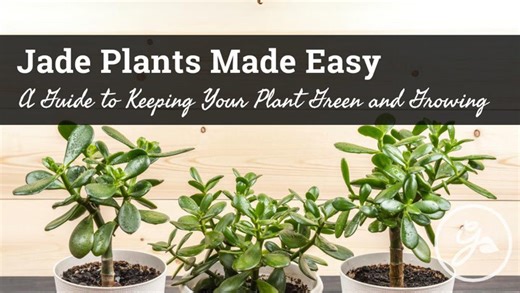 Jade Plant Care Made Easy
