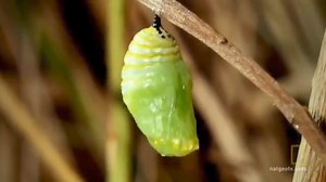 24K views · 396 reactions | Life cycle of Butterfly 曆 | Feelings | Facebook