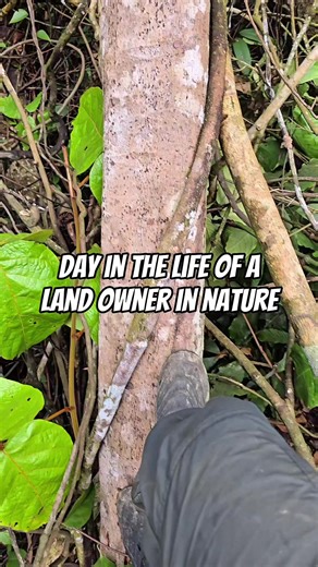 Solo Tree Planting and Wildlife Exploration Adventure