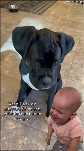 When I asked my husband if we can get another boxer puppy and he says no…😭😭😭