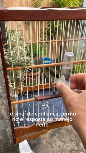 Rota Do Torneio on Instagram: "A fibra apareceu. Não aceita toque, não aceita aproximação. Isso não é acaso — é resposta ao manejo feito do jeito certo. Quem cria sabe: quando o pássaro muda a postura, o projeto começa a falar. Se você curte evolução real, manejo consciente e resultado na prática, 👉 segue @rotadotorneio e acompanha o projeto do zero ao torneio. #coleiro #papacapim #criacaodecoleiro #manejo #coleirodeouro coleirocanto coleirobrasileiro papacapimbrasil criadoresbrasil passarosdob