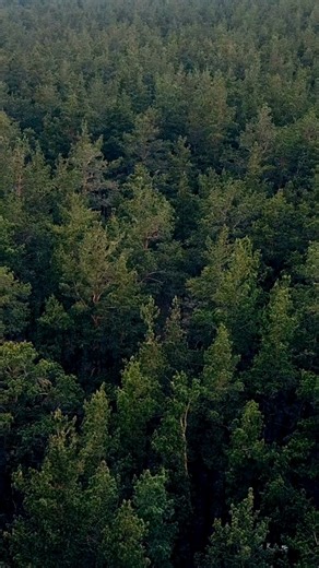 It's Baby Season at Critter Care! Meet one of our tiniest new arrivals—a baby skunk! This little one is just one of many orphaned and injured wildlife babies we’re caring for this spring. Our dedicated team is working around the clock to provide these little ones with the care they need to grow strong and healthy, so they can one day return to the wild where they belong. Want to help? Donations, supplies, and your support make a huge difference. Follow along as we share more stories from the nur