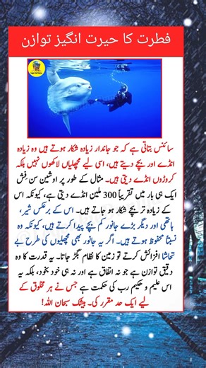 Why Fish Lay Millions of Eggs | Nature’s Perfect Balance Explained