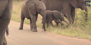 Baby elephants can't control their trunks and it's hilarious to see them try