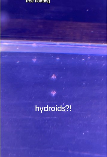 Exploring Hydroids: The Fascinating World of Jellyfish