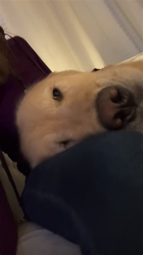 88K views · 7.7K reactions | Honey Bear Henry: The Golden Retriever on Reels | Facebook