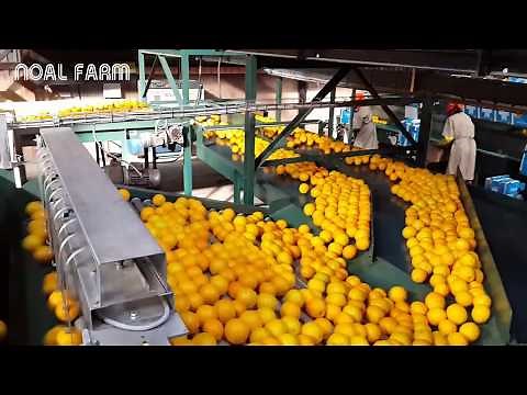 Amazing Food Processing Machine - Oranges, Grapefruit processing line Technology