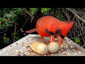 Mr Cardinal Wants His Peanut!
