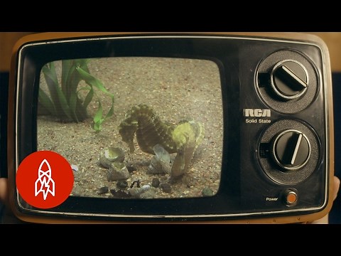 The Amazing Camouflage of Sea Horses