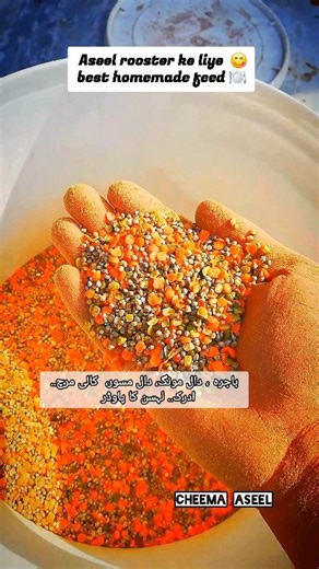 Aseel Rooster High Protein Feed 🥚🌾 | Fresh & Healthy #Aseel #cheema_aseel #reels #aseellovers #rooster | Cheema Aseel