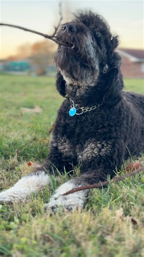 Turn your sound on for happy chomping noises ❤️ #happydog | Brian Vaillancourt