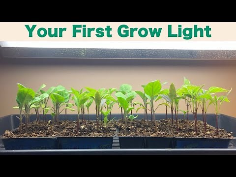 Grow Lights for Seed Starting