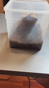 Amblypygi #whip #scorpion #tailless #pająki #pająk #spiders #hobby #tarantulas #venomous #tarantula #pająk #pająki #ptaszniki #arachnophobia #harry #potter #harrypotter | Venomous Art