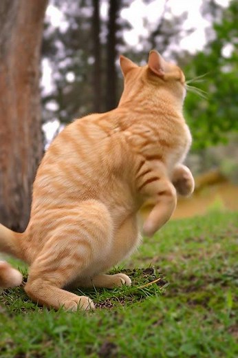 Flying Cat Caught on Camera | Funniest Cat Moment Ever #therealalihusnain