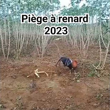 comment attraper un renard
