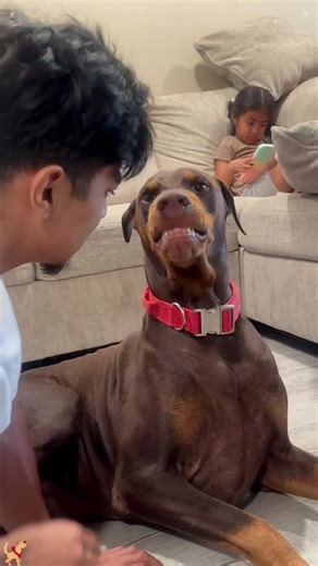 Funny Doberman Core. #funny #doberman #funnydog #fyp #foryou | doberman